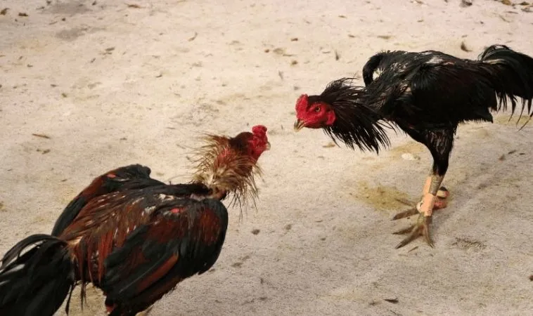 Tìm HIểu Thế Giới Đá Gà Nohu90 Đỉnh Cao Thắng Lớn 1 Trải nghiệm đá gà thomo hấp dẫn tại sảnh đá gà Nohu90